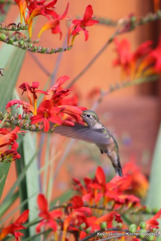 Hummingbird - #1